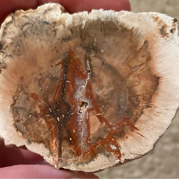 Petrified Wood Slice - Picture 7 of 11